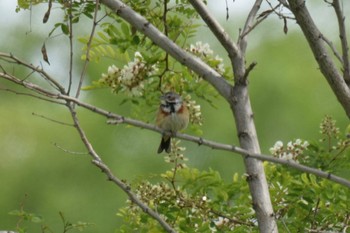 Chestnut-eared Bunting 野幌 Mon, 6/13/2022