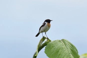 Amur Stonechat 野幌 Mon, 6/13/2022