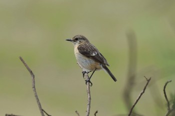 Amur Stonechat 野幌 Mon, 6/13/2022