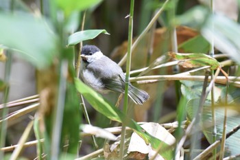 ハシブトガラ 野幌 2022年6月13日(月)