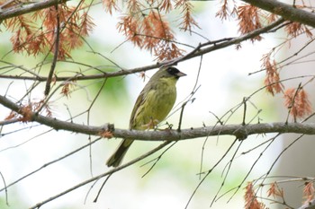 Masked Bunting 野幌 Mon, 6/13/2022