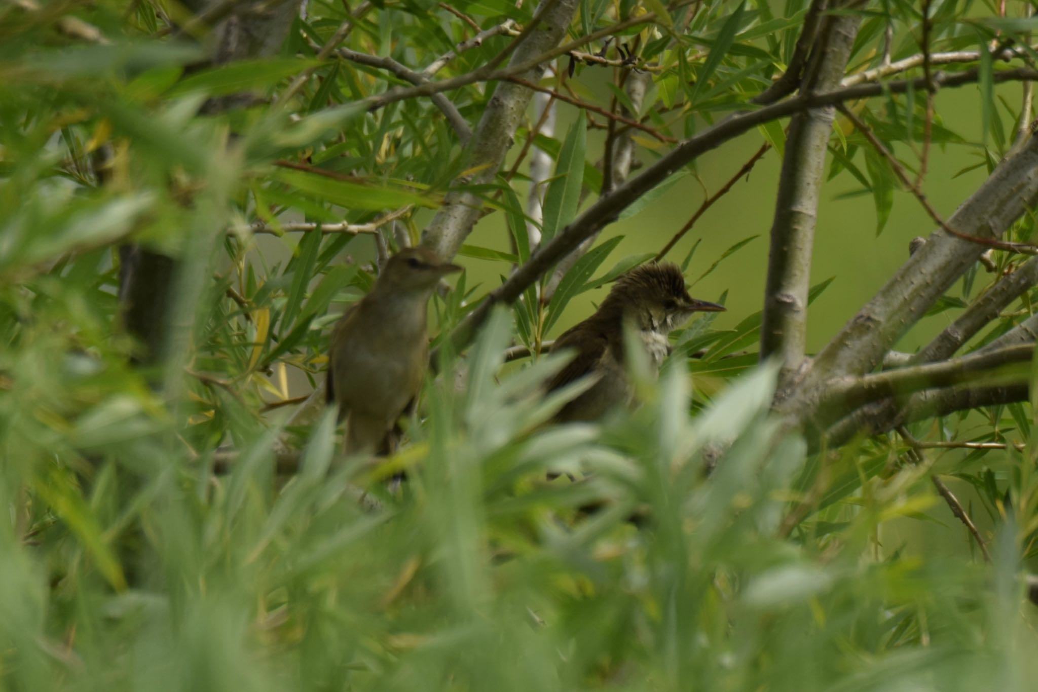 Photo of Oriental Reed Warbler at 野幌 by yu