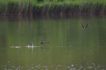 White-throated Needletail Nishioka Park Sat, 6/18/2022