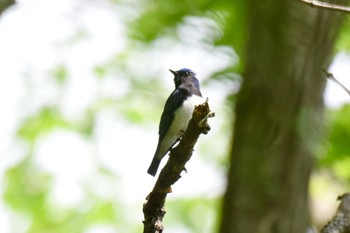 Blue-and-white Flycatcher Nishioka Park Sat, 6/18/2022