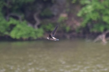 White-throated Needletail Nishioka Park Sat, 6/18/2022