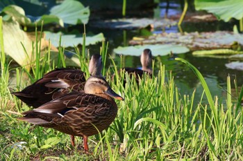 Eastern Spot-billed Duck 明見湖 Fri, 8/19/2022