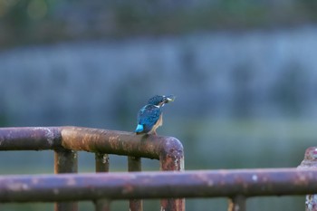 2022年8月19日(金) 千里南公園の野鳥観察記録