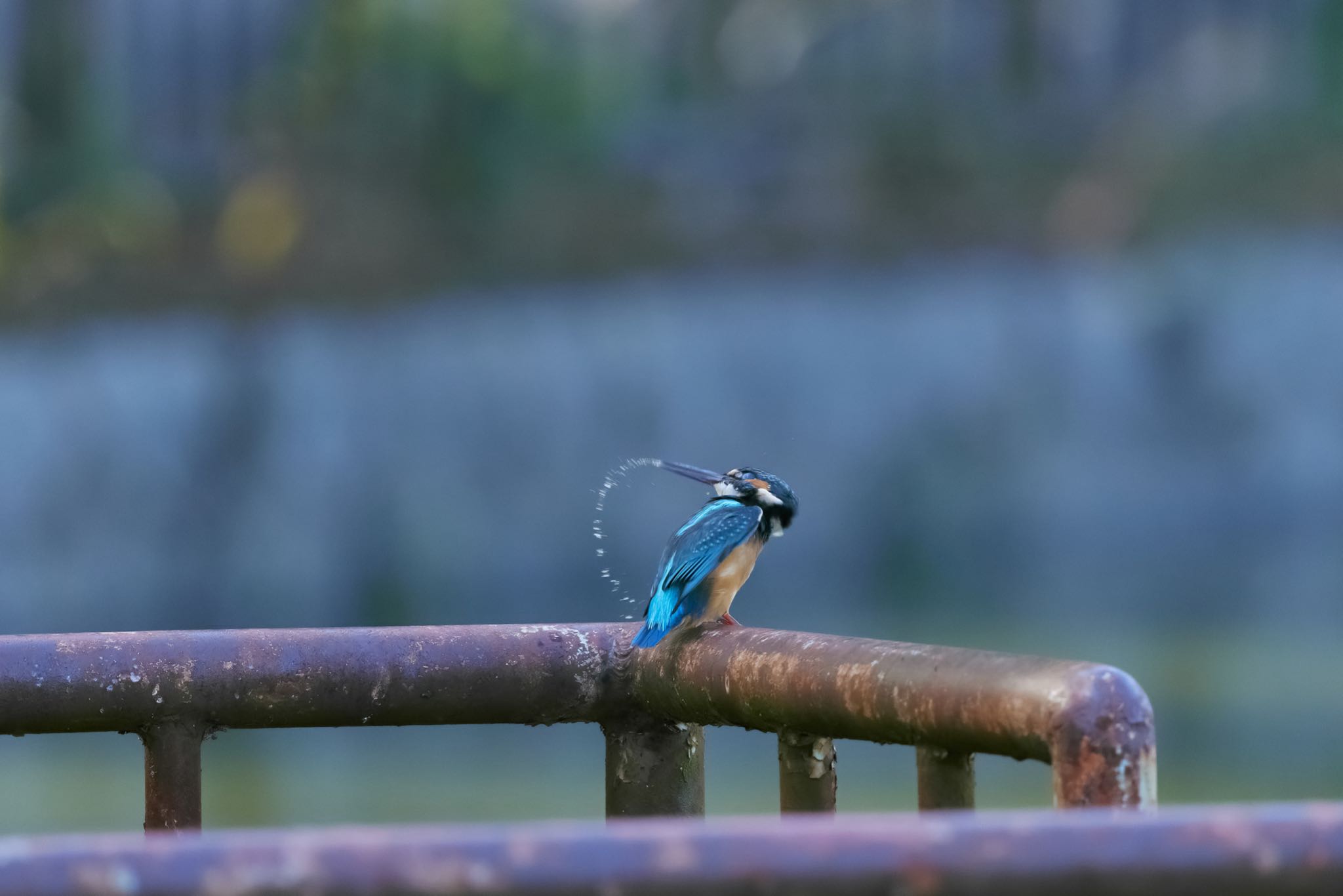 カワセミ