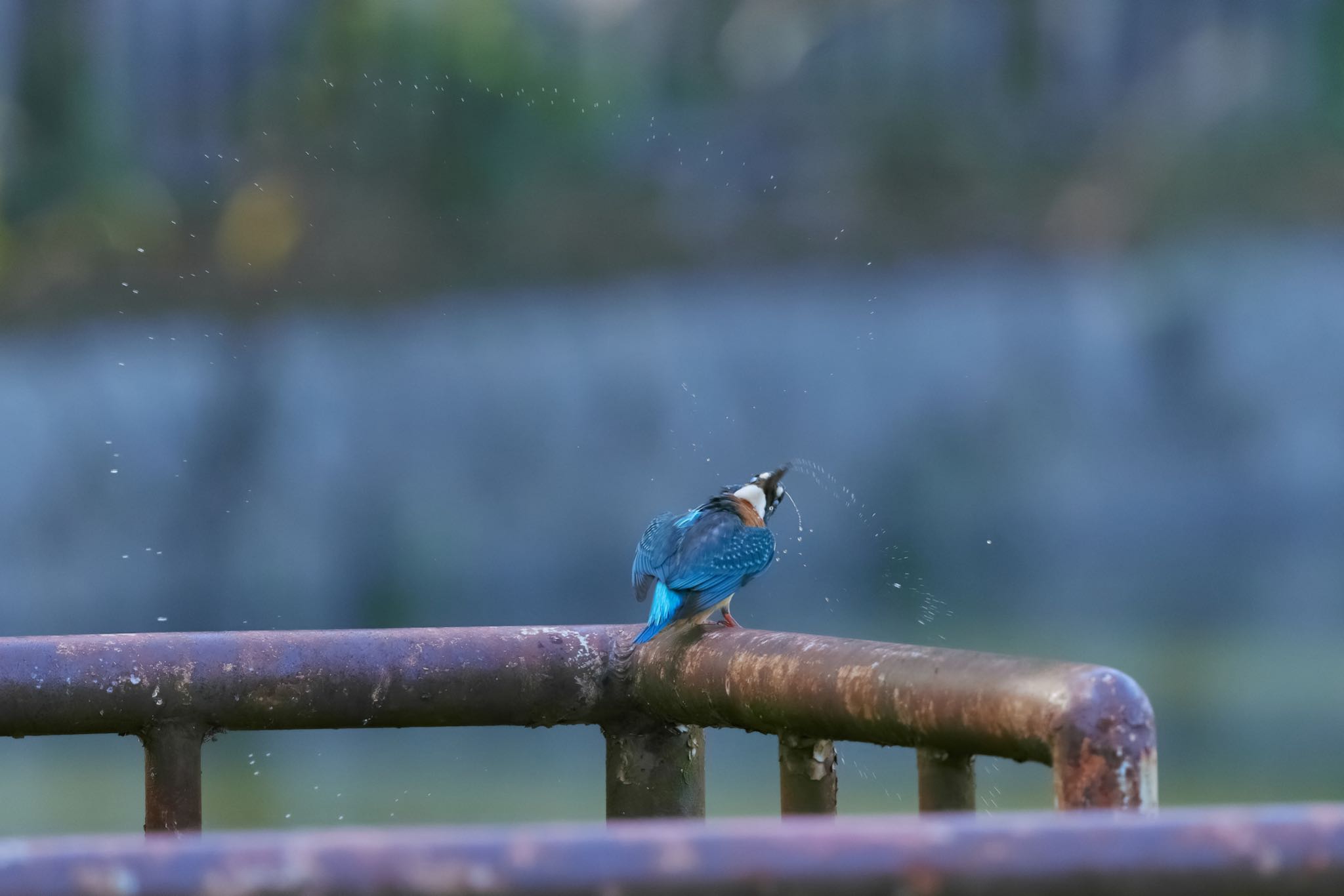 千里南公園 カワセミの写真 by 明石のおやじ