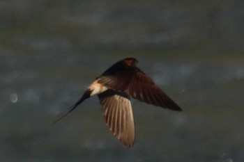 Fri, 8/19/2022 Birding report at 鴨川