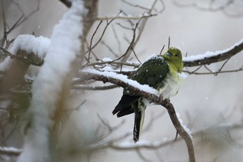 White-bellied Green Pigeon