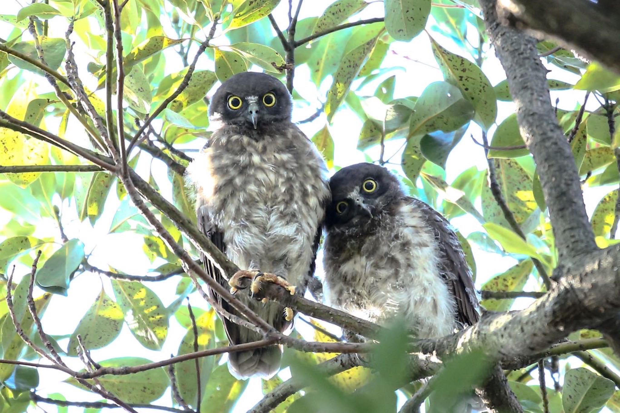  アオバズクの写真 by ささりん