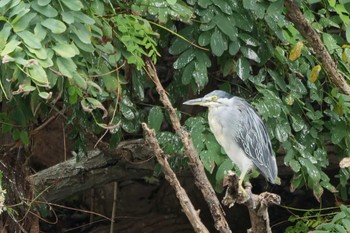 2022年8月6日(土) 東京港野鳥公園の野鳥観察記録