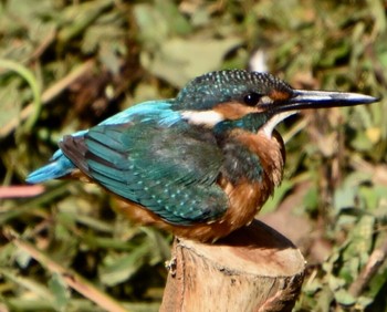 Common Kingfisher 練馬区 Thu, 8/18/2022