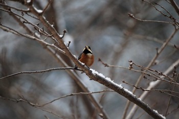 Sat, 1/27/2018 Birding report at 武田尾