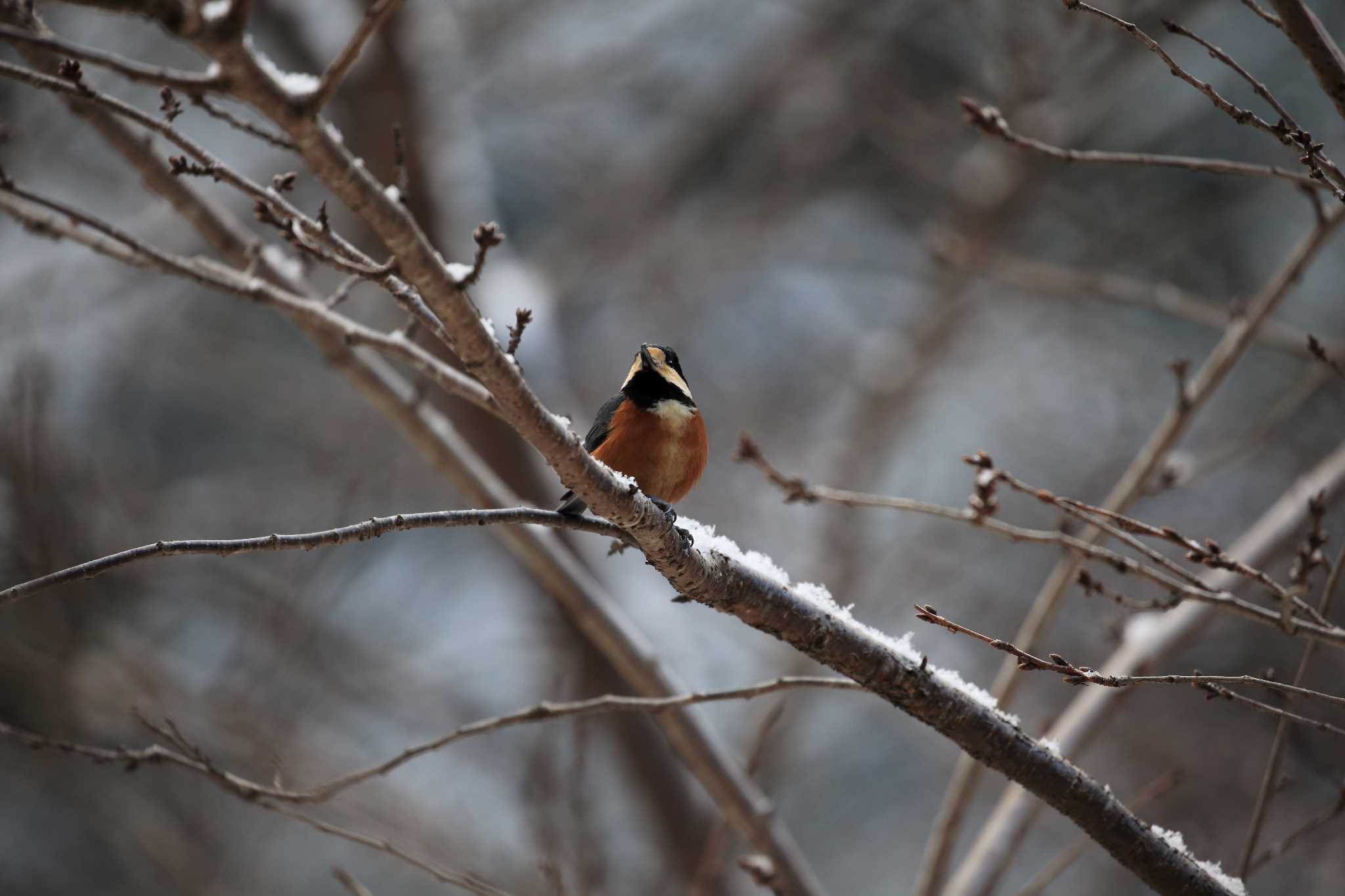 Varied Tit