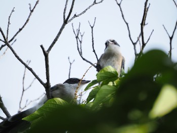 2022年8月20日(土) 白幡沼(さいたま市)の野鳥観察記録