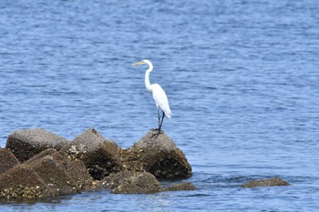 Great Egret 箕田公園 Fri, 8/19/2022