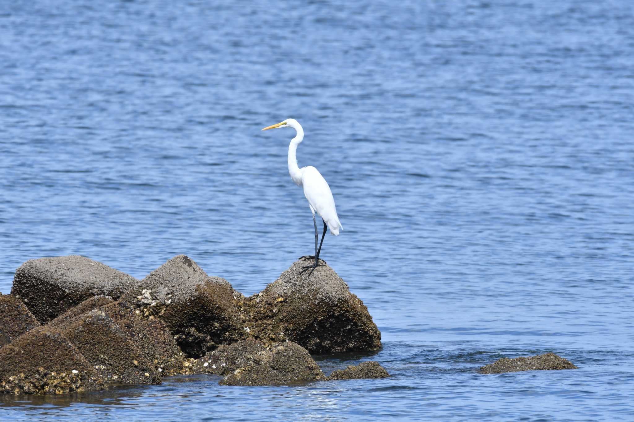Photo of Great Egret at 箕田公園 by みそ＠VM4A
