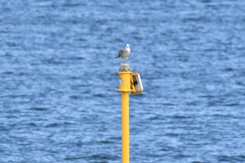 Black-tailed Gull 箕田公園 Fri, 8/19/2022