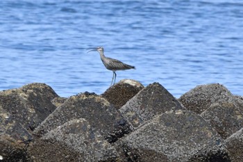 Eurasian Curlew 箕田公園 Fri, 8/19/2022