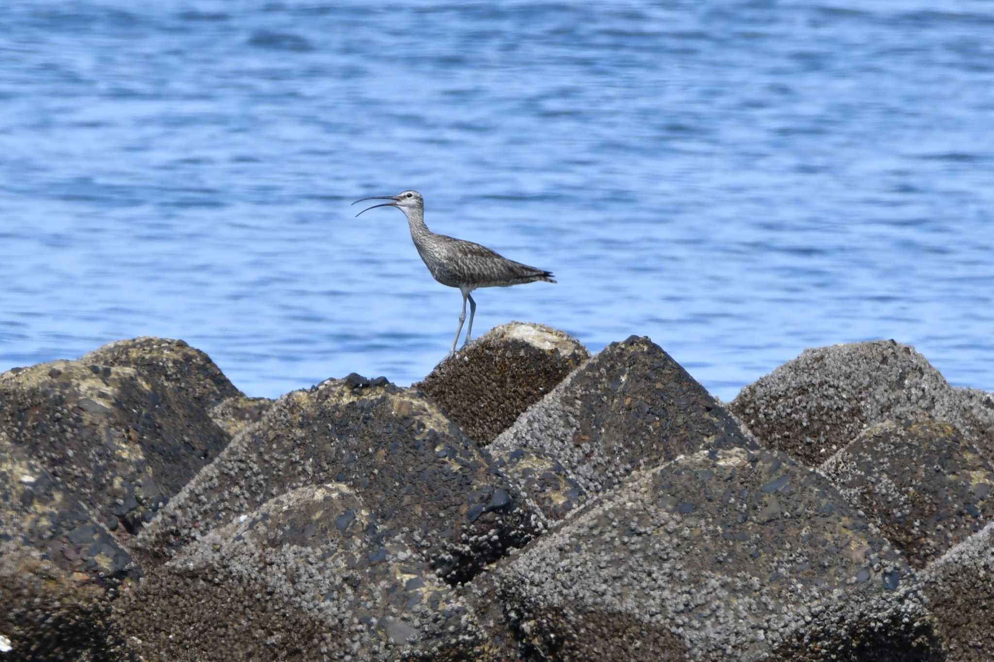 Photo of Eurasian Curlew at 箕田公園 by みそ＠VM4A