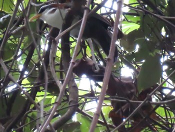 White-browed Scimitar Babbler ダラット Unknown Date