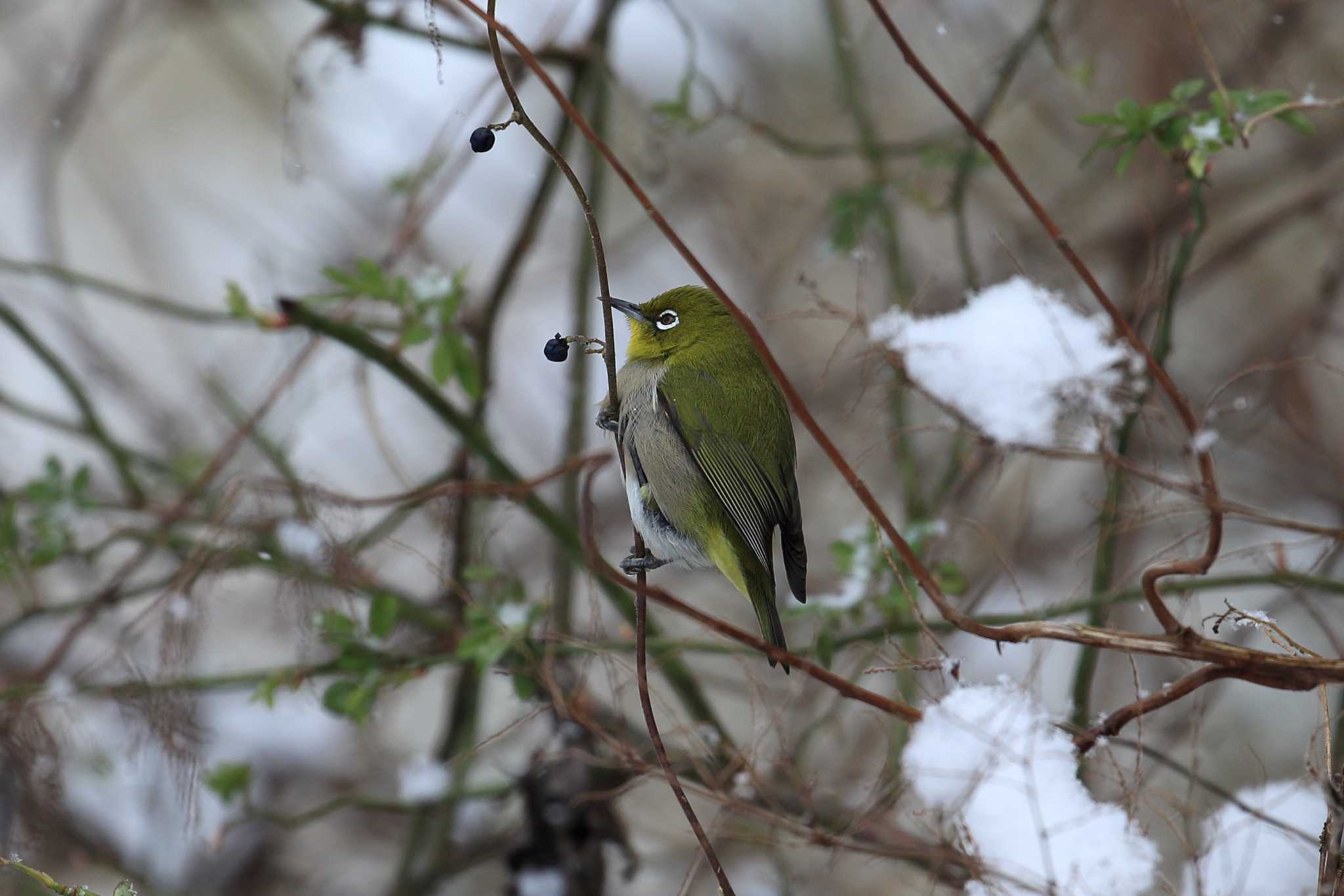 Warbling White-eye