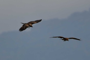 Black Kite 神通川緑地 Sat, 8/13/2022