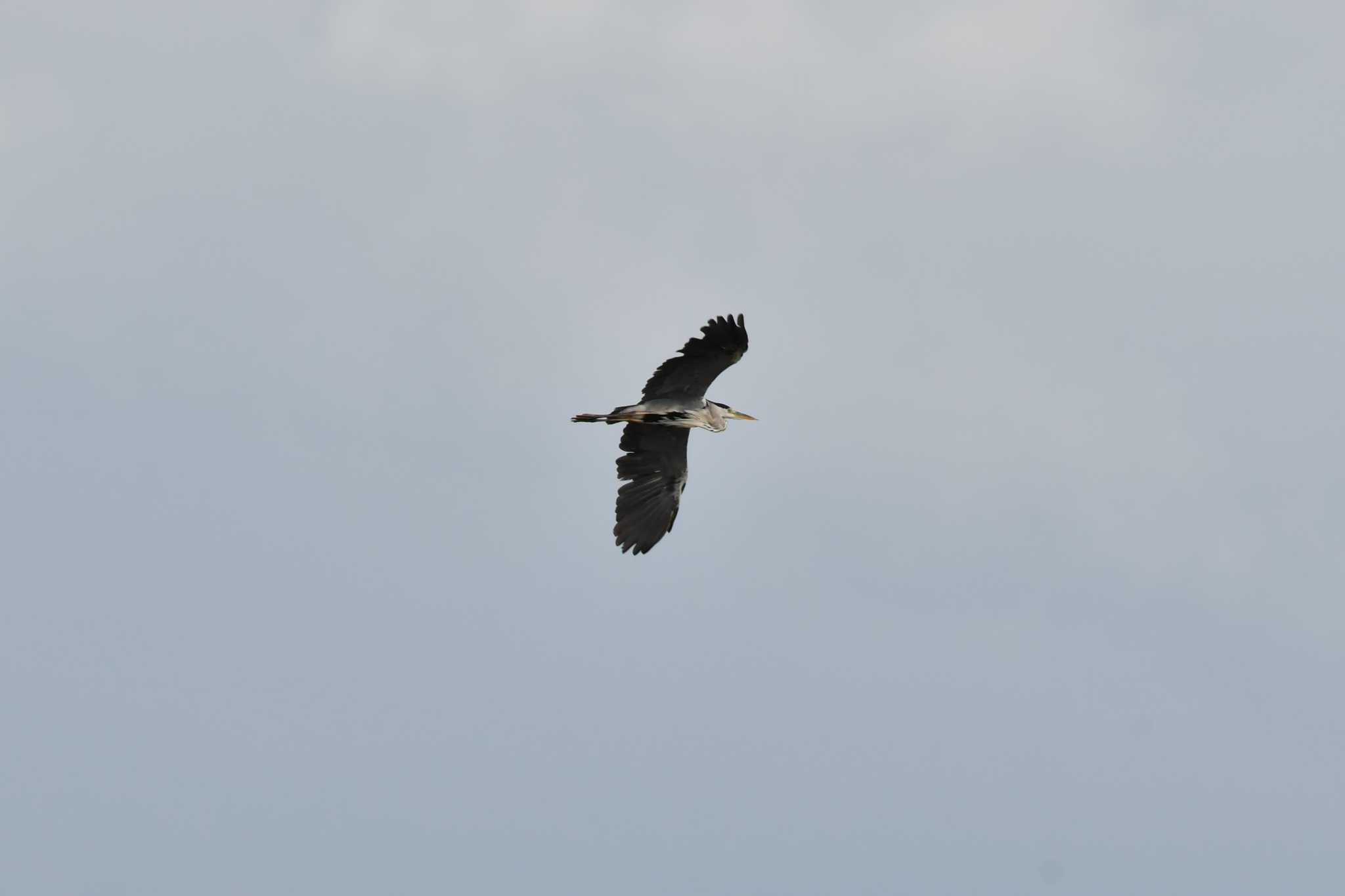 Photo of Grey Heron at 神通川緑地 by みそ＠VM4A