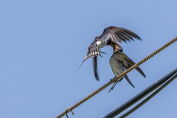 Barn Swallow 神戸市西区岩岡町 Wed, 8/3/2022