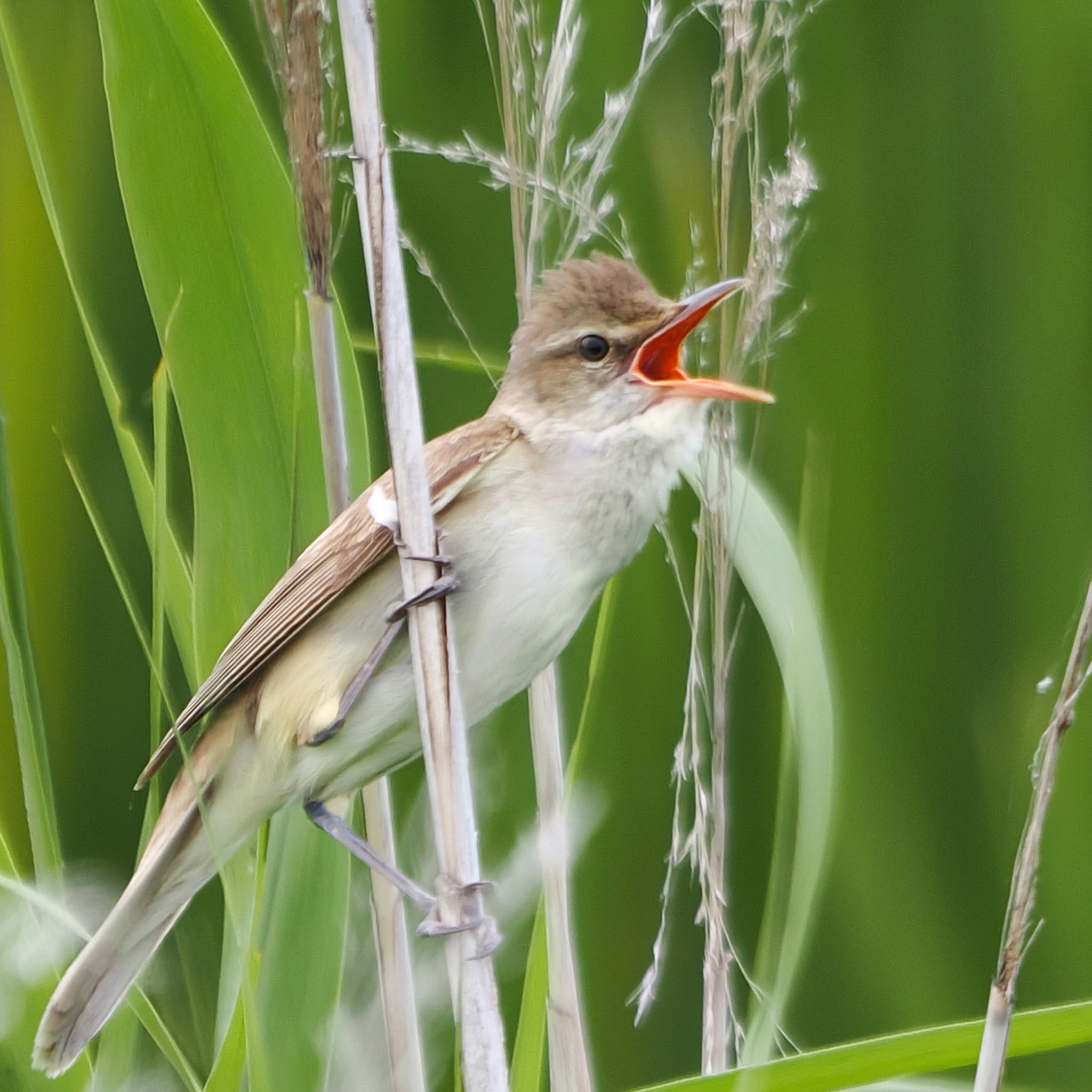 Oriental Reed Warbler