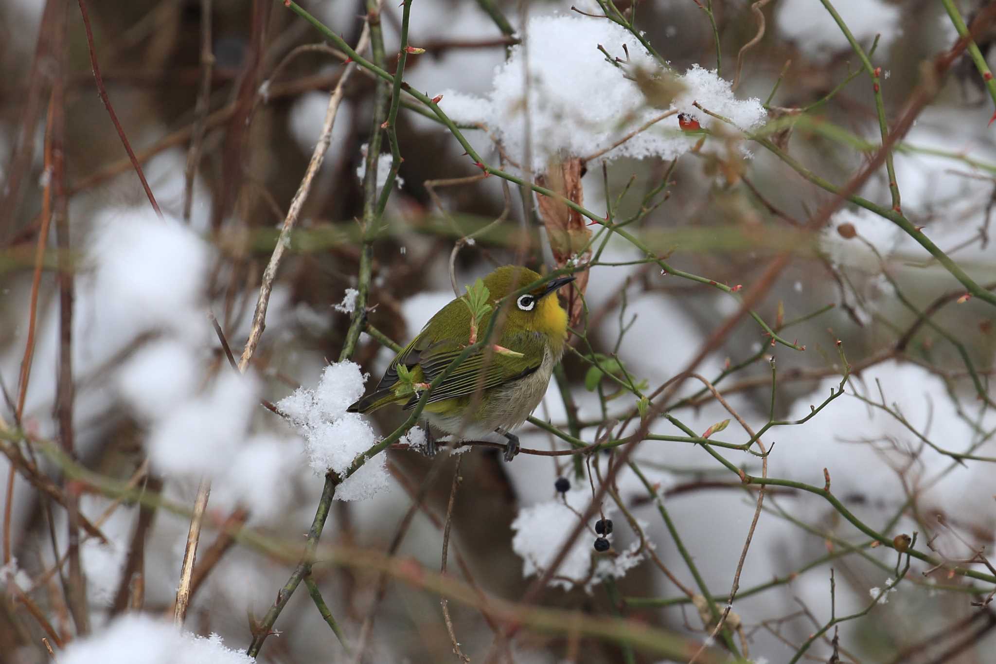 Warbling White-eye