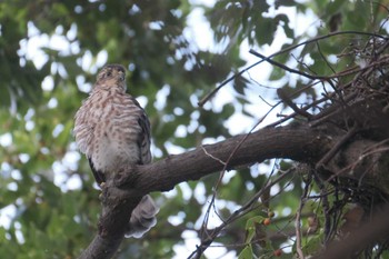 Japanese Sparrowhawk 東京都品川区 Sat, 8/20/2022