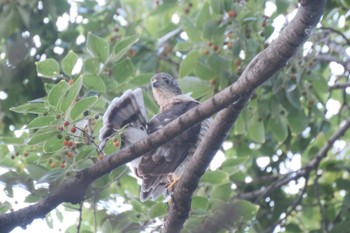 Japanese Sparrowhawk 東京都品川区 Sat, 8/20/2022