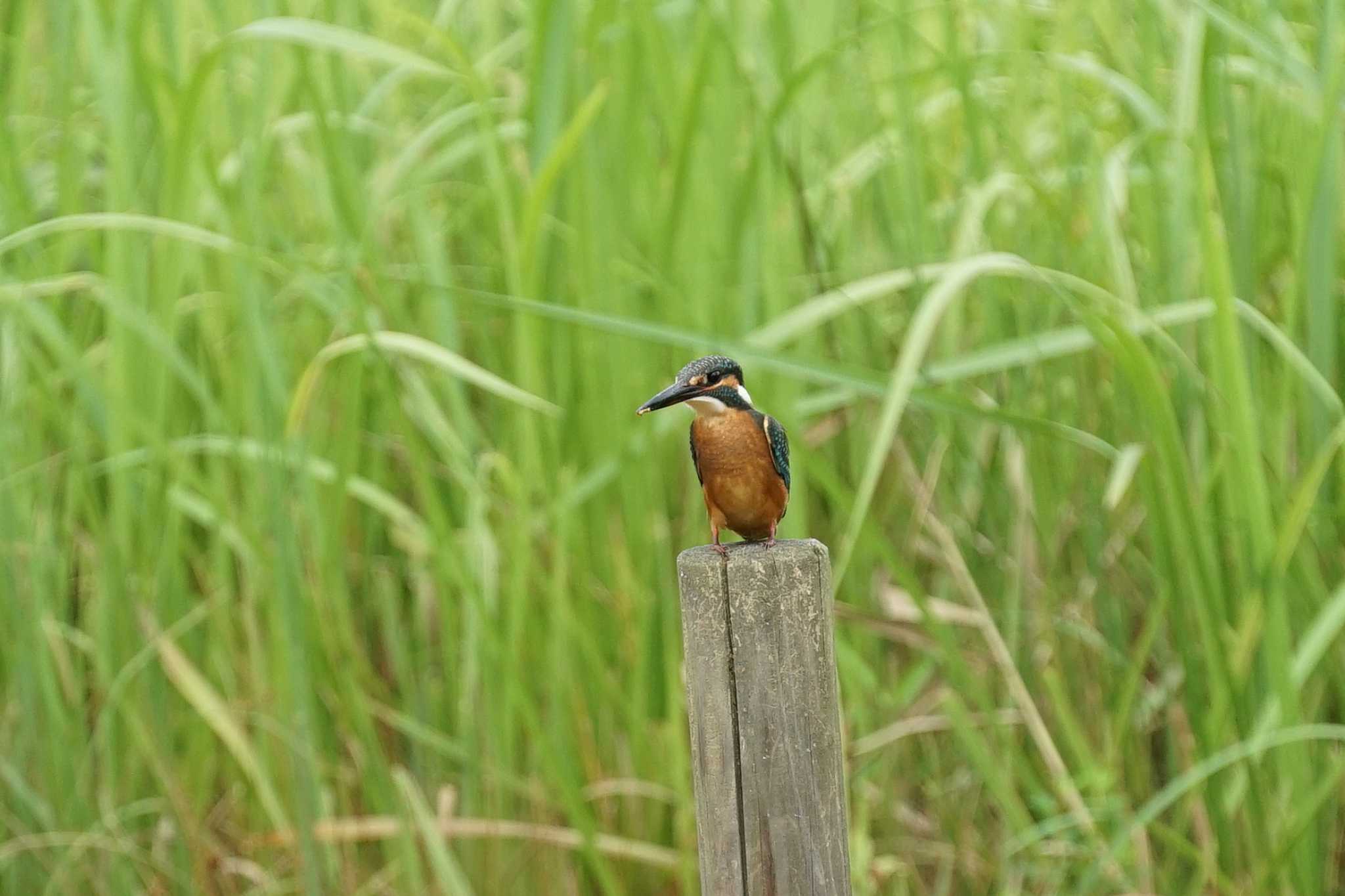 宍道湖グリーンパーク カワセミの写真 by ひらも