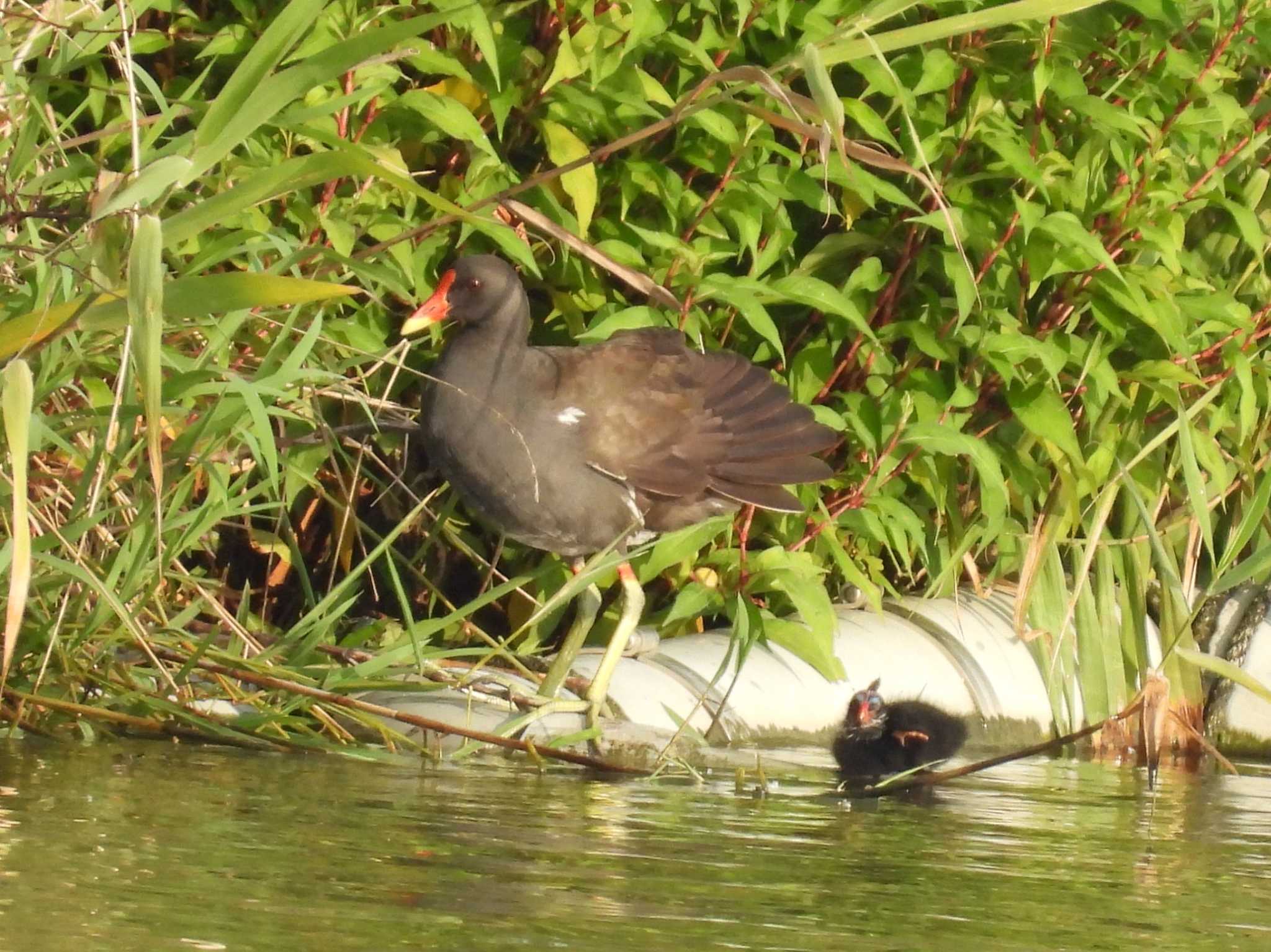 Common Moorhen