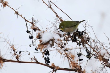 Warbling White-eye 武田尾 Sat, 1/27/2018