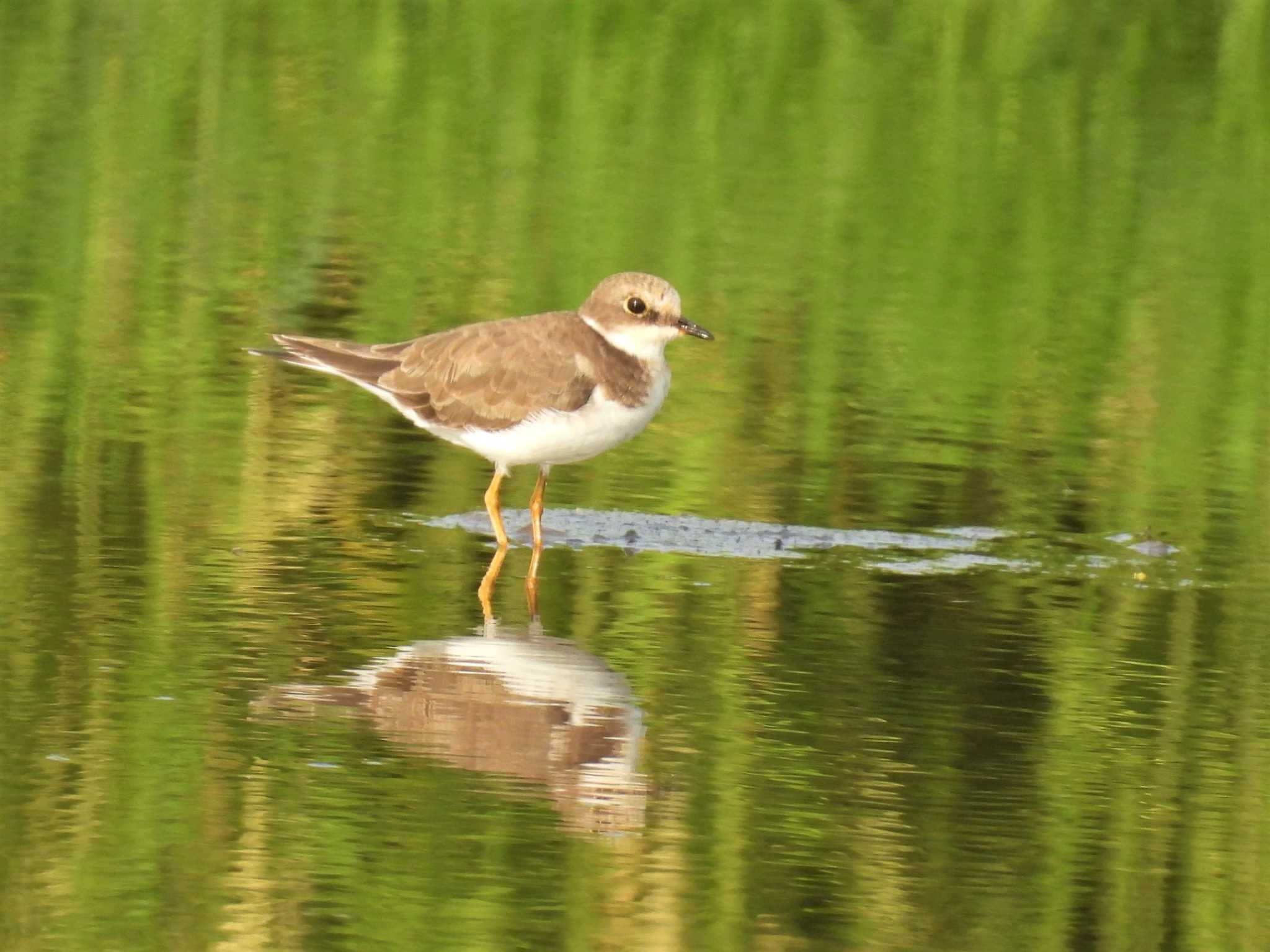 Little Ringed Plover