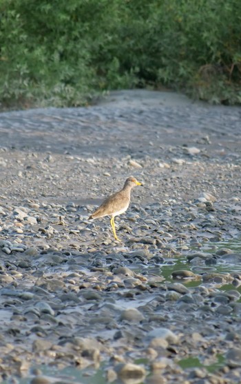 Grey-headed Lapwing 静岡市安倍川 Sat, 8/20/2022