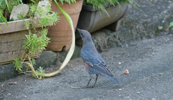 Blue Rock Thrush 静岡市街地 Sat, 8/20/2022