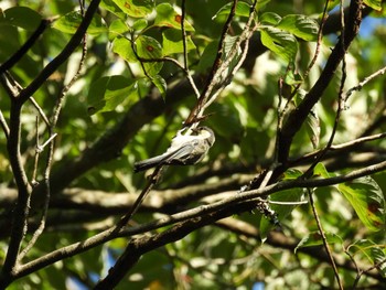 シジュウカラ 太白山自然観察の森 2022年7月31日(日)