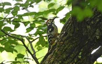 2022年8月2日(火) 戦場ヶ原の野鳥観察記録