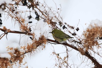 Warbling White-eye 武田尾 Sat, 1/27/2018