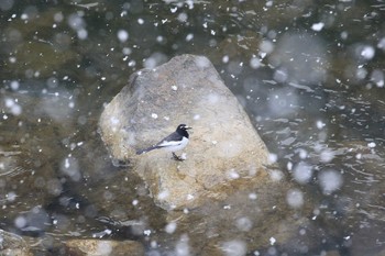 Japanese Wagtail 武田尾 Sat, 1/27/2018