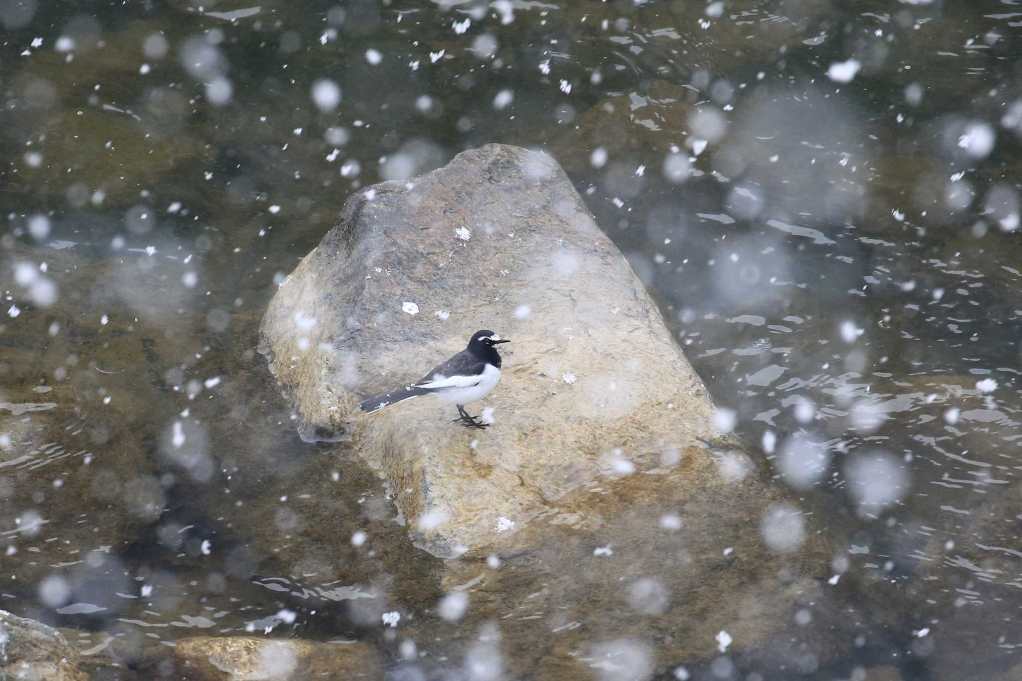 Photo of Japanese Wagtail at 武田尾 by 明石のおやじ