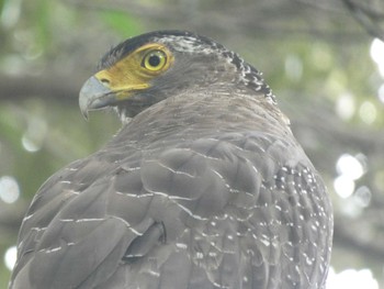 Crested Serpent Eagle Ishigaki Island Thu, 3/31/2022