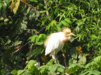 Sat, 8/20/2022 Birding report at 越谷サギコロニー