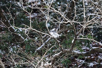 Crested Kingfisher 武田尾 Sat, 1/27/2018