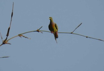 Orange-breasted Green Pigeon ダラット Unknown Date